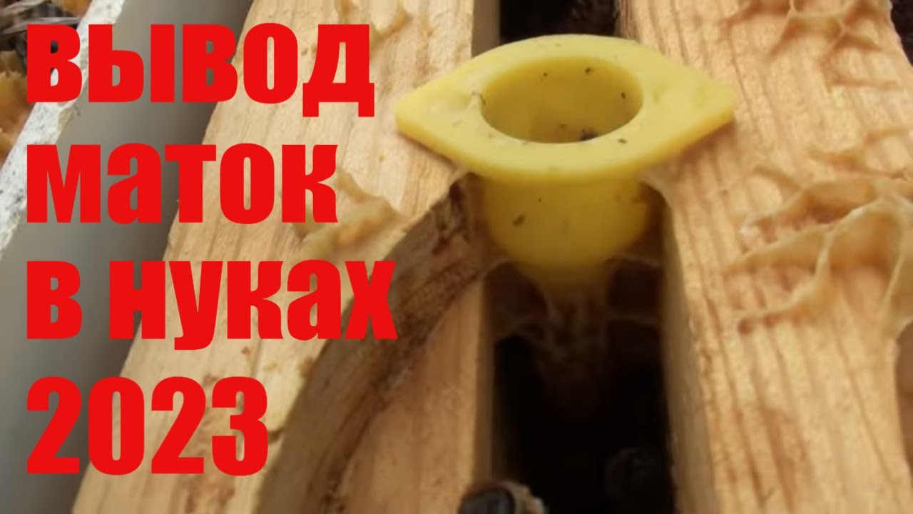 Вывод маток 2023. Зачем заселять нуклеусы ? Они обжиты с осени.