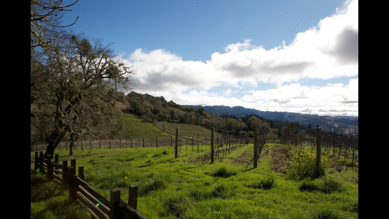 Spotlight on One Acre Vineyard