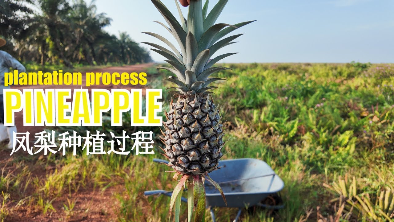 凤梨种植过程！黄梨旺旺旺！！！Pineapple Growing Process & Taste test straight from the Farm!🍍🍍🍍柔佛菠萝庄园~