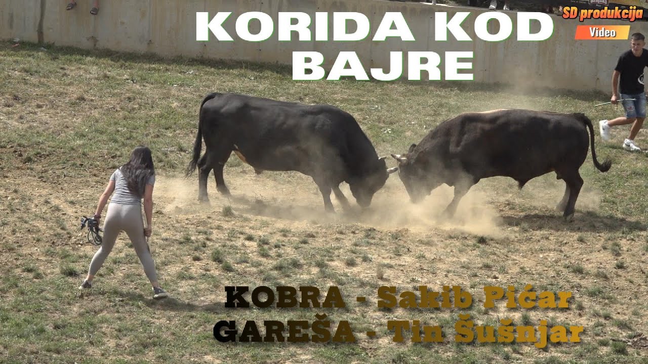 Najhrabrija djevojka Emina Ćatić izvodi bika u arenu. Kobra Sakiba Pićara i Gareša Tina Šušnjara.