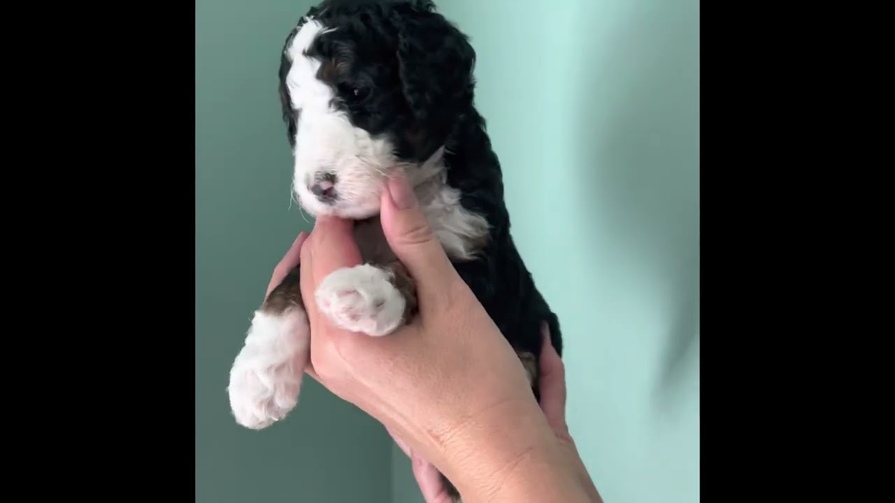 Premier Doodles Remi x Leo&rsquo;s 4-week-old F1bb standard bernedoodles.
