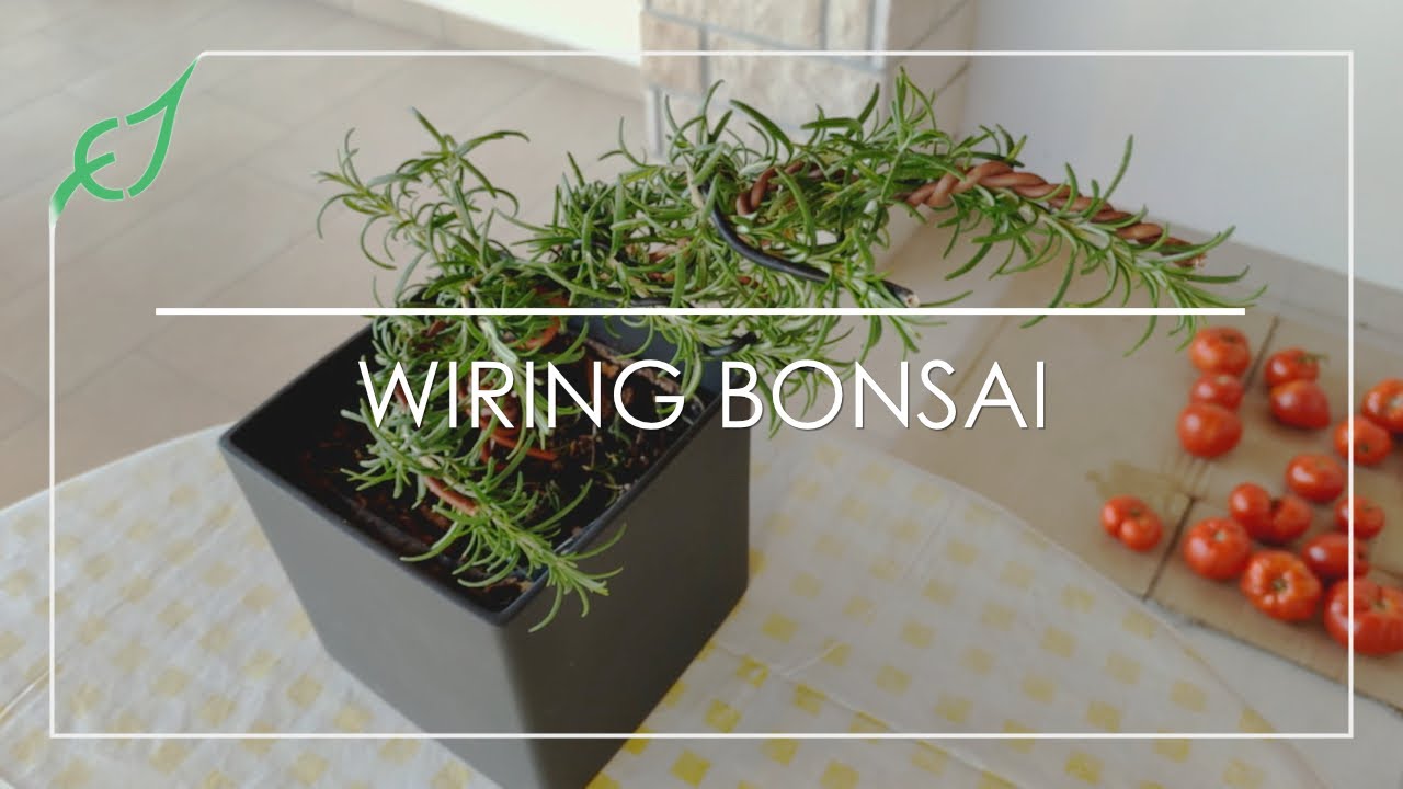 Windswept rosemary bonsai tree | episode 1 - wiring