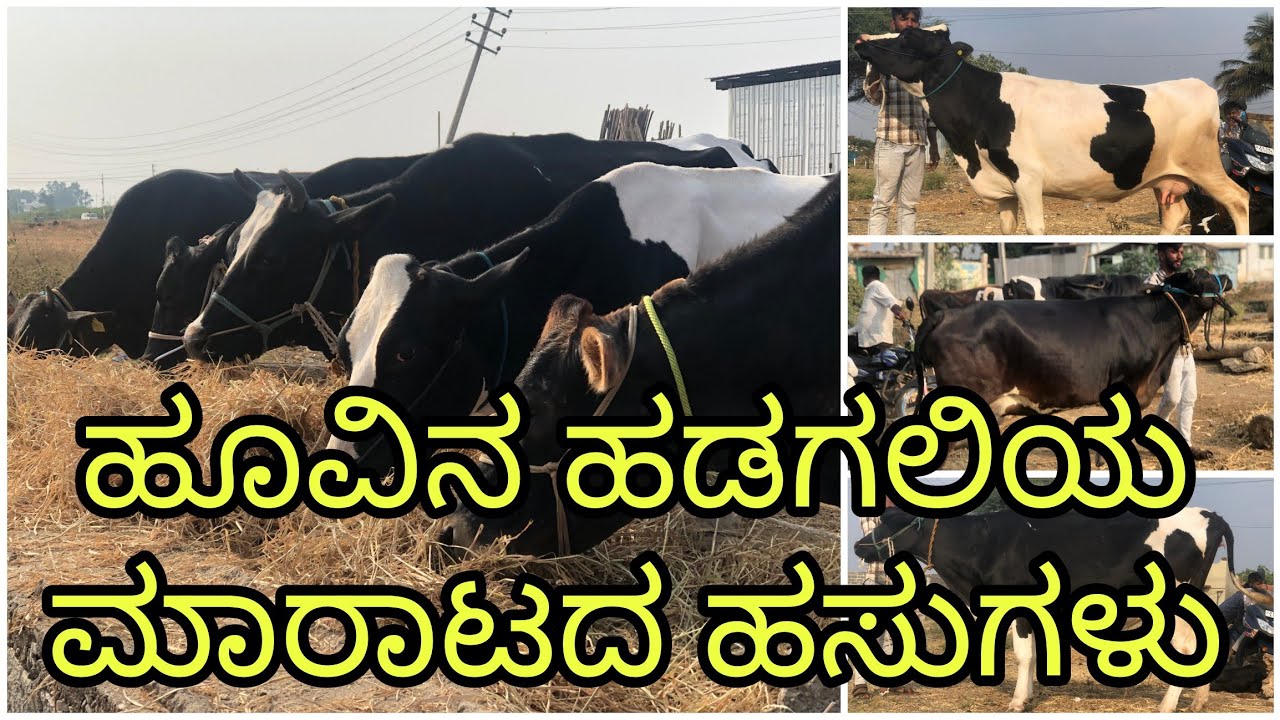 ಹೂವಿನ ಹಡಗಲಿಯ ಉತ್ತಮ ಹಸುಗಳು | HF Cows of Hoovina Hadagali | Incredible Vishaya 