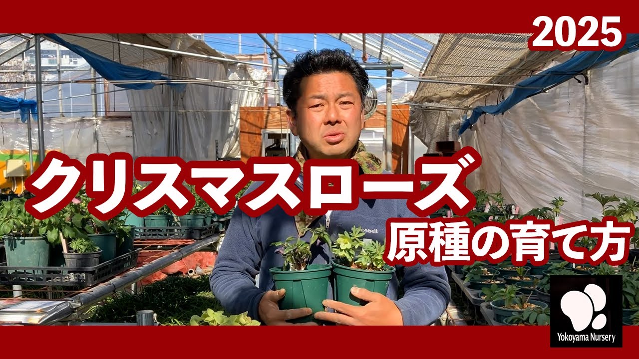 クリスマスローズ 原種の育て方　◆横山園芸 公式◆【2025】