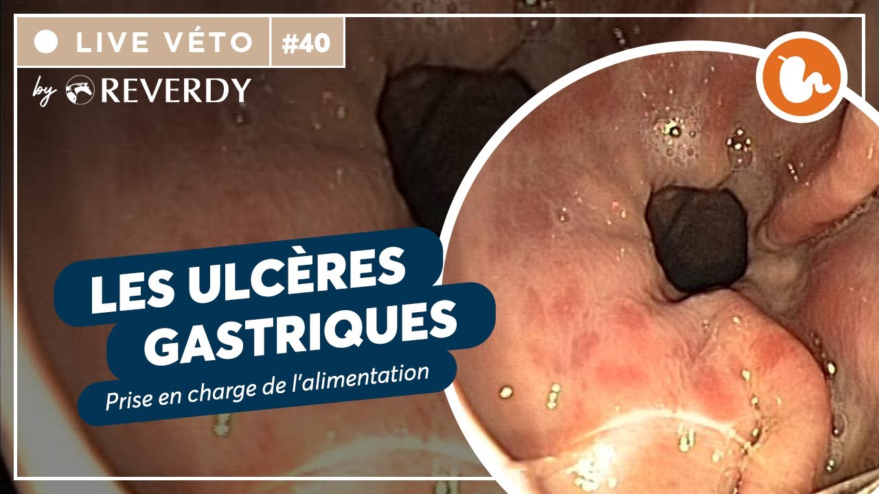 🔥 Live véto by Reverdy #40 | Les ulcères gastriques