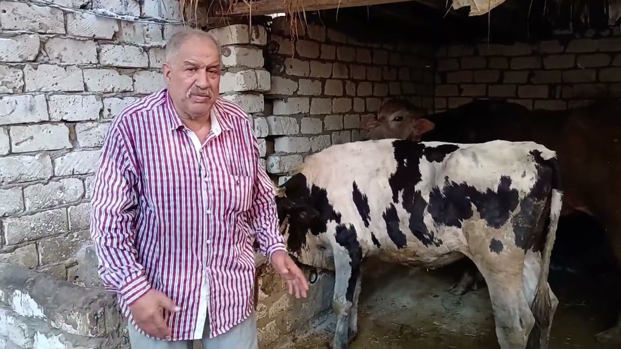 التحصين ضد مرض الجلد العقدي وكيفيه استخدام التحصين والجرعه
