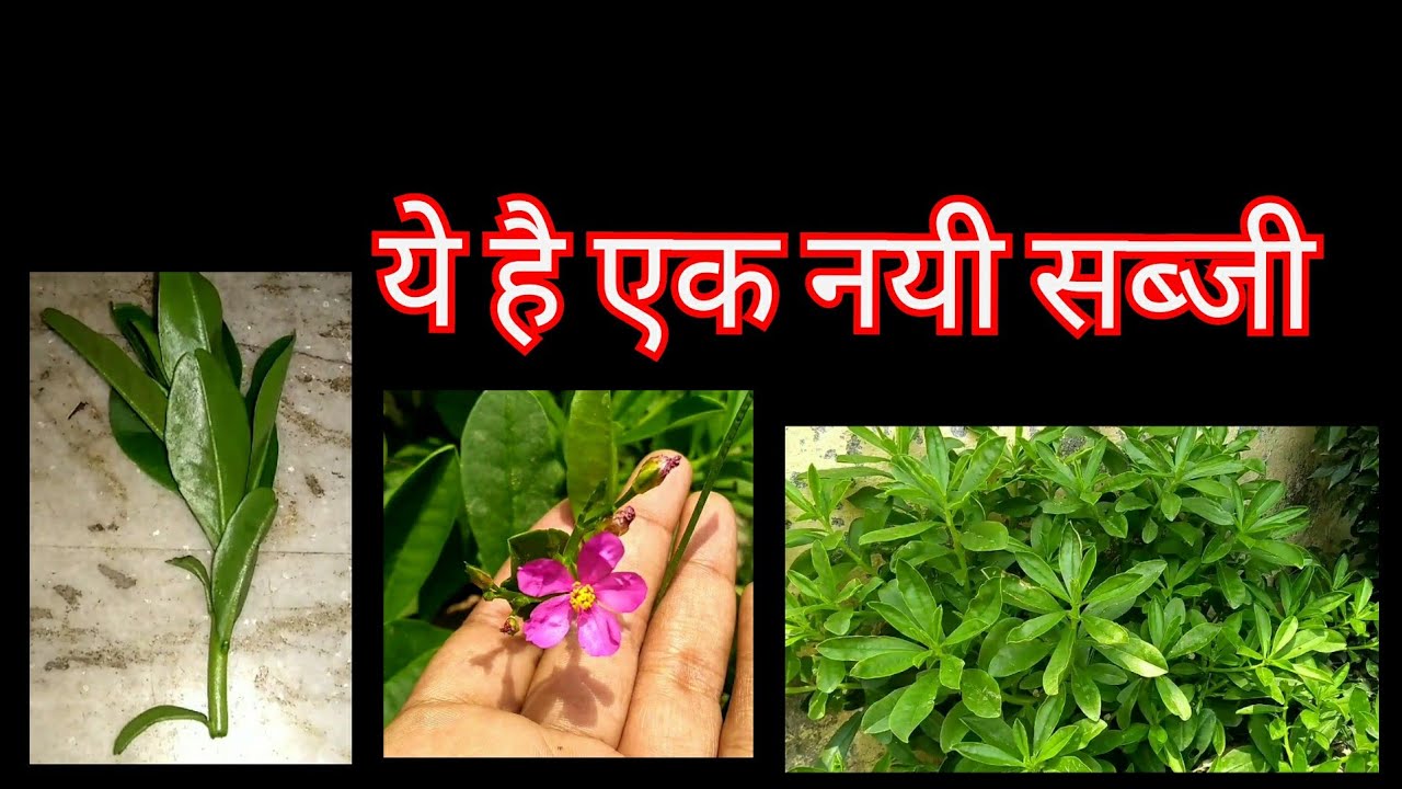 372:- Water Leaf / Talinum Fruticosum / Ceylon Spinach / Surinam Spinach / Surinam Purslane / पालक
