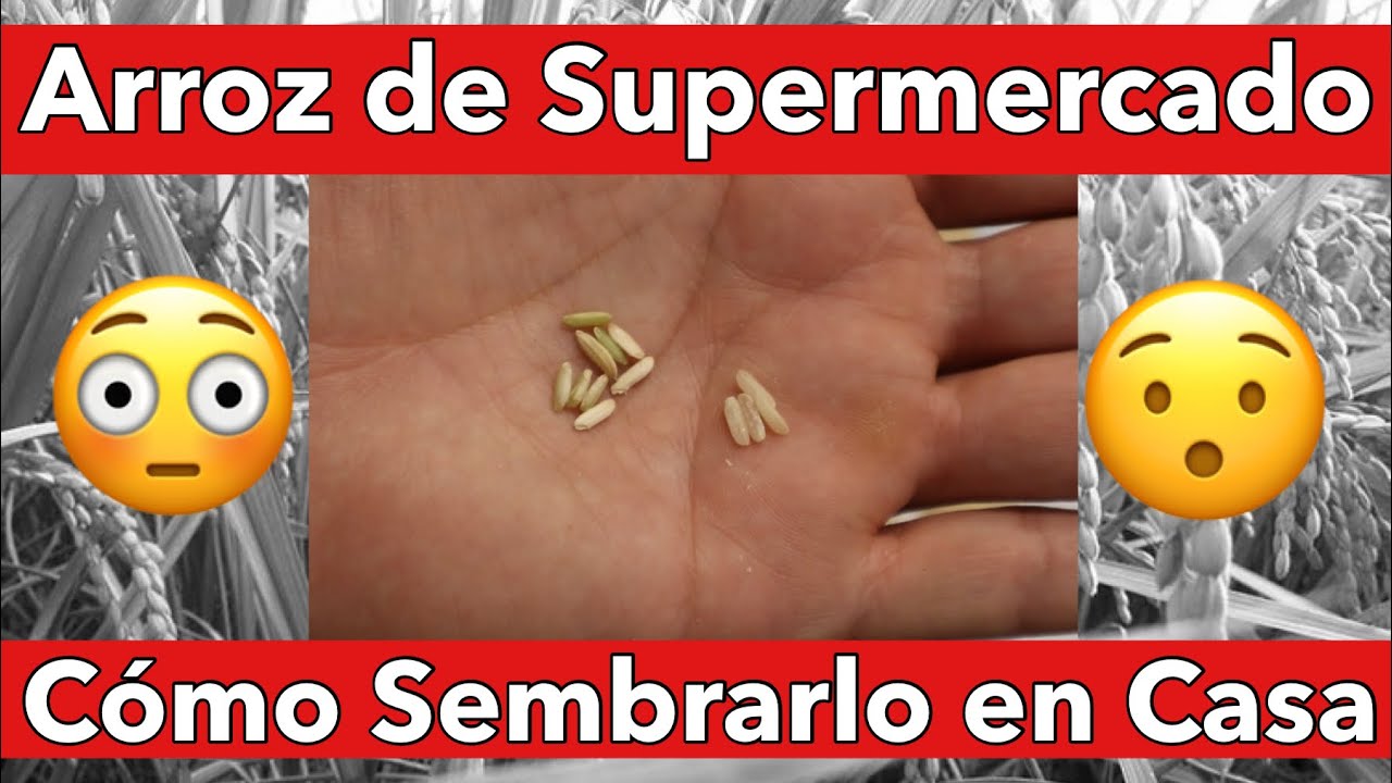 Cómo Sembrar Arroz del Supermercado