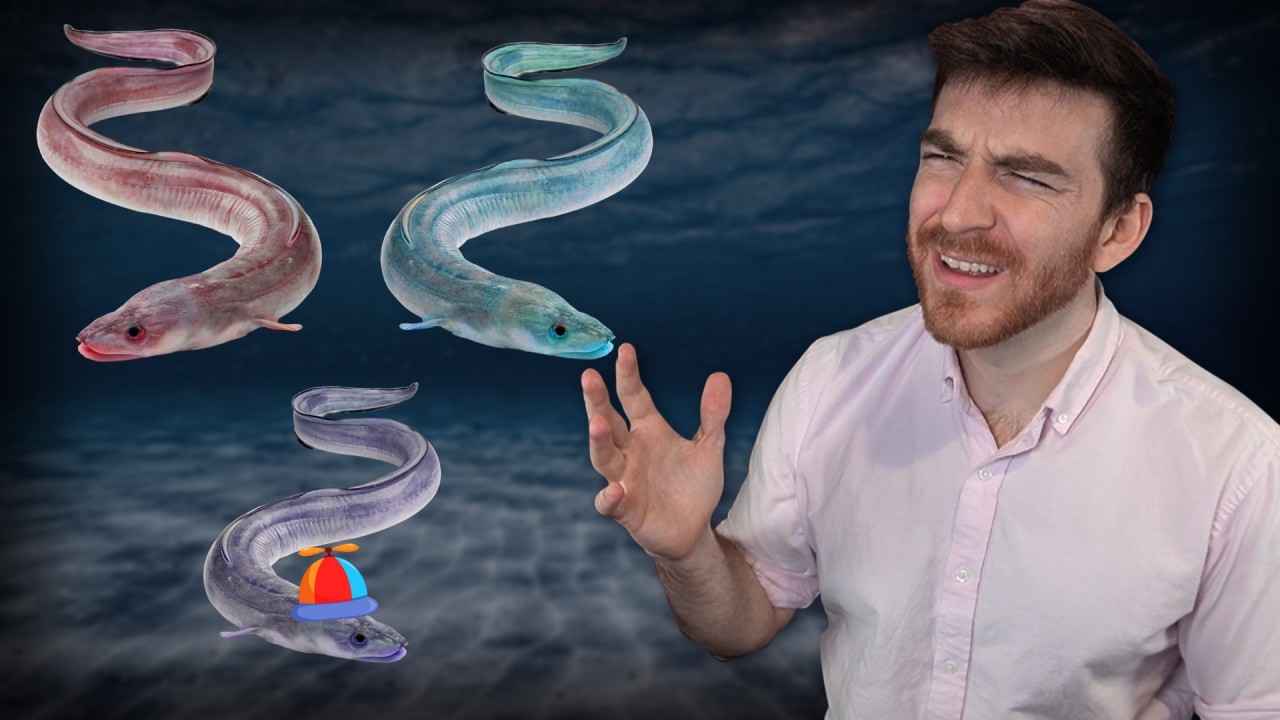 I can't figure out how Eels reproduce