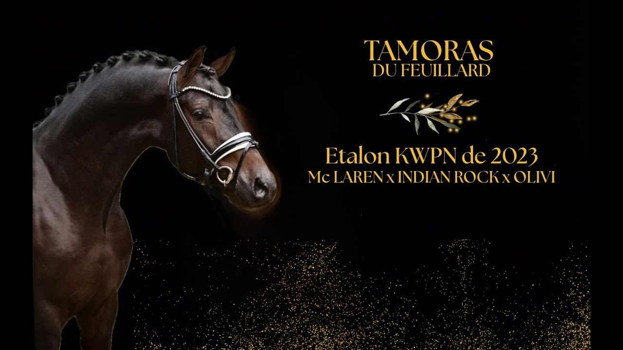 TAMORAS DU FEUILLARD, Etalon KWPN de 2023 par Mc LAREN (OLD) x INDIAN ROCK (KWPN) x OLIVI  (KWPN)