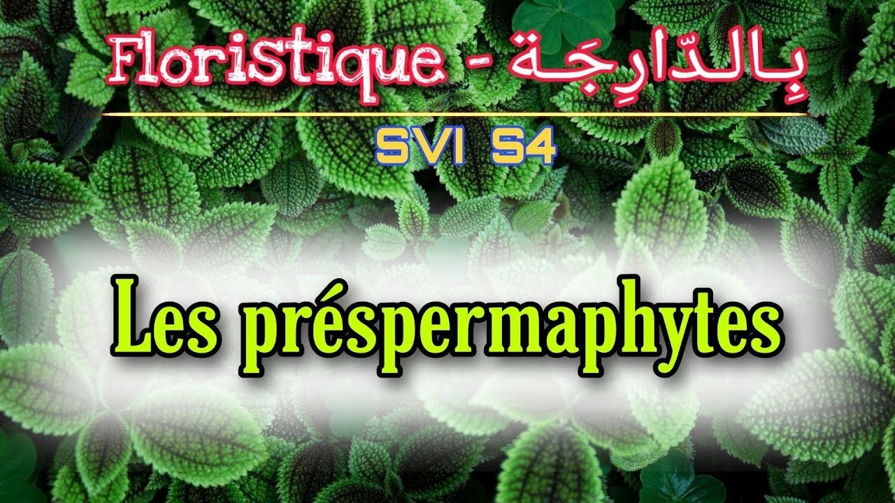 4- Les préspermaphytes || Floristique بالدارجة (Svi s4)