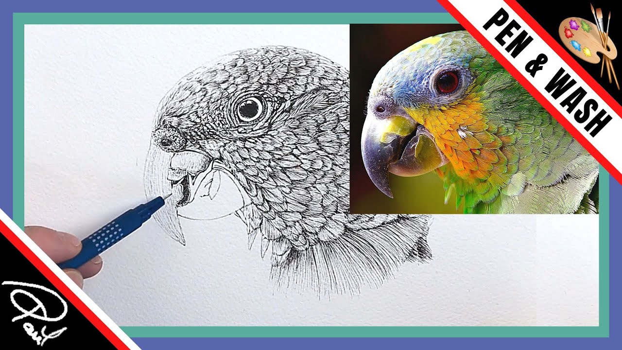 Realistic Bird INK DRAWING Tutorial  (8-ish Top Tips!)