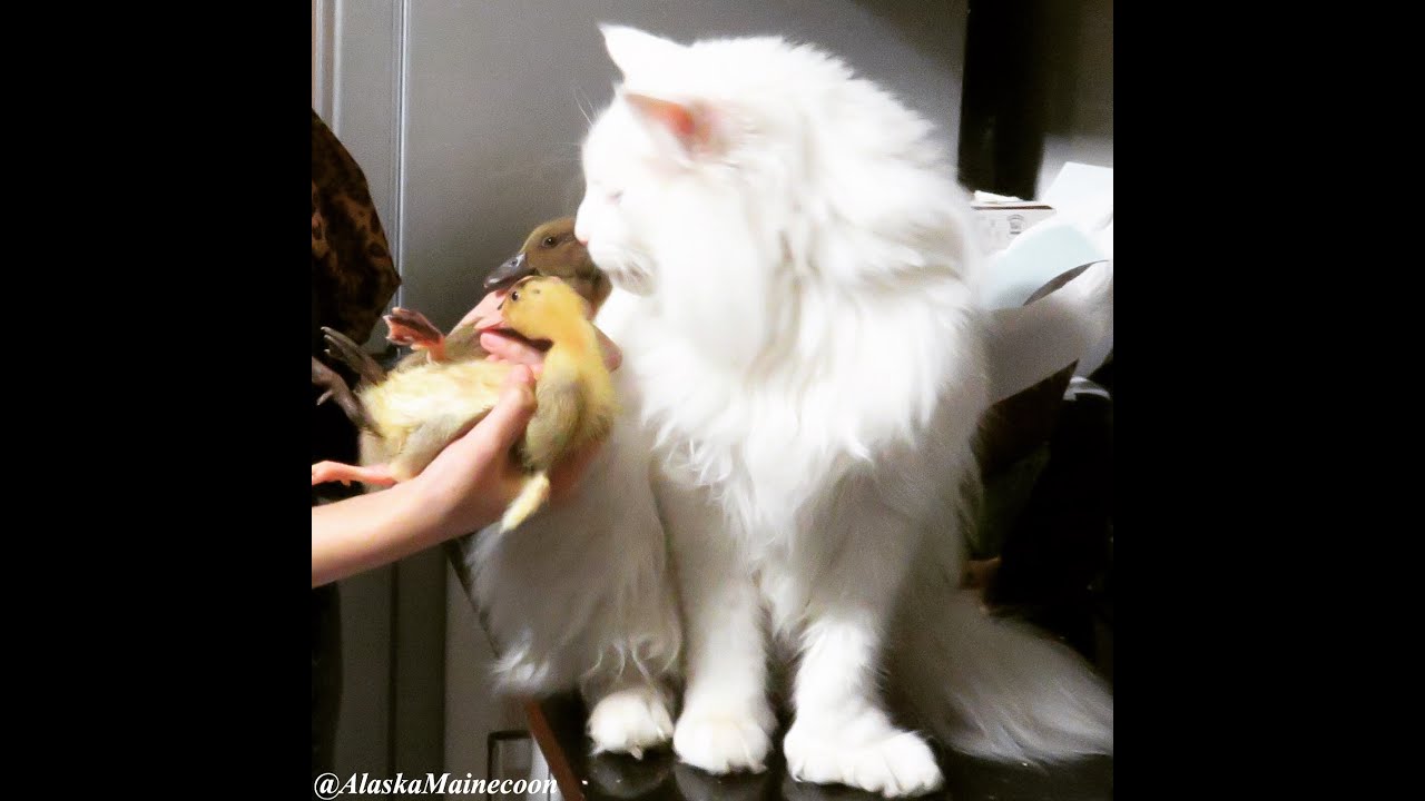 Cat meets Ducklings