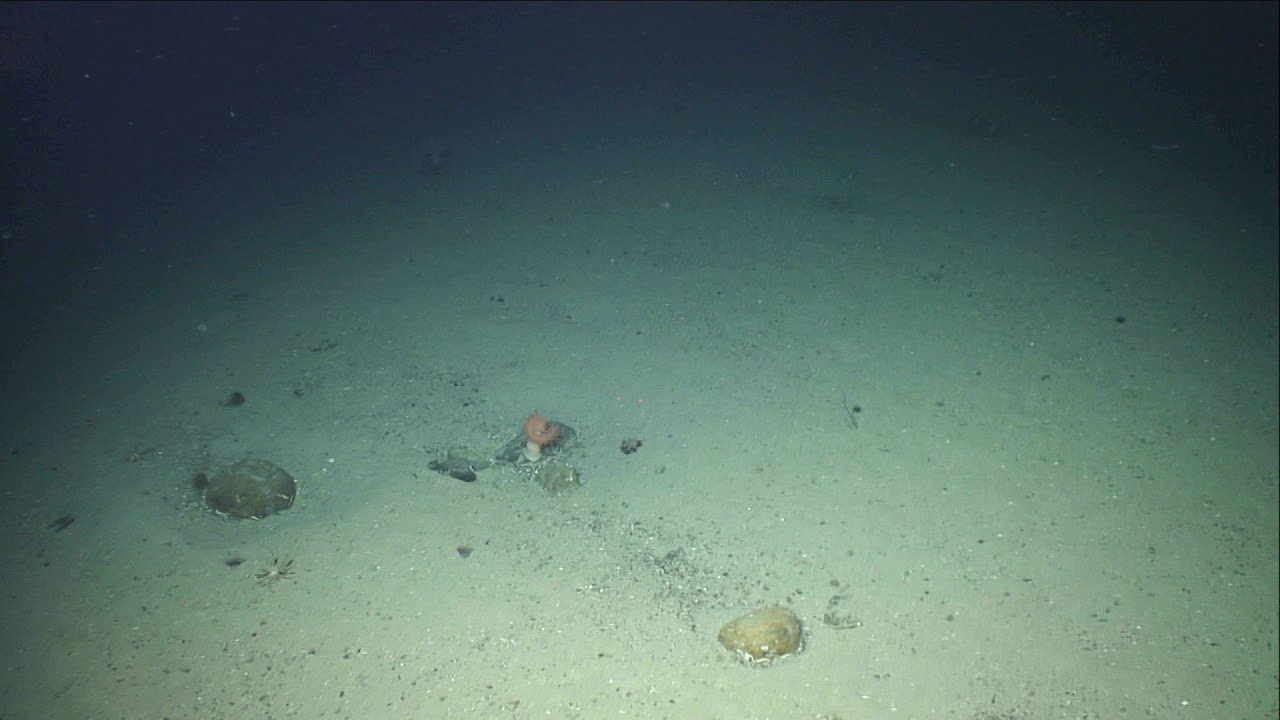 Sea Rover 2017. Dive No: D473B T26 HD 11072017. Copyright Marine Institute.