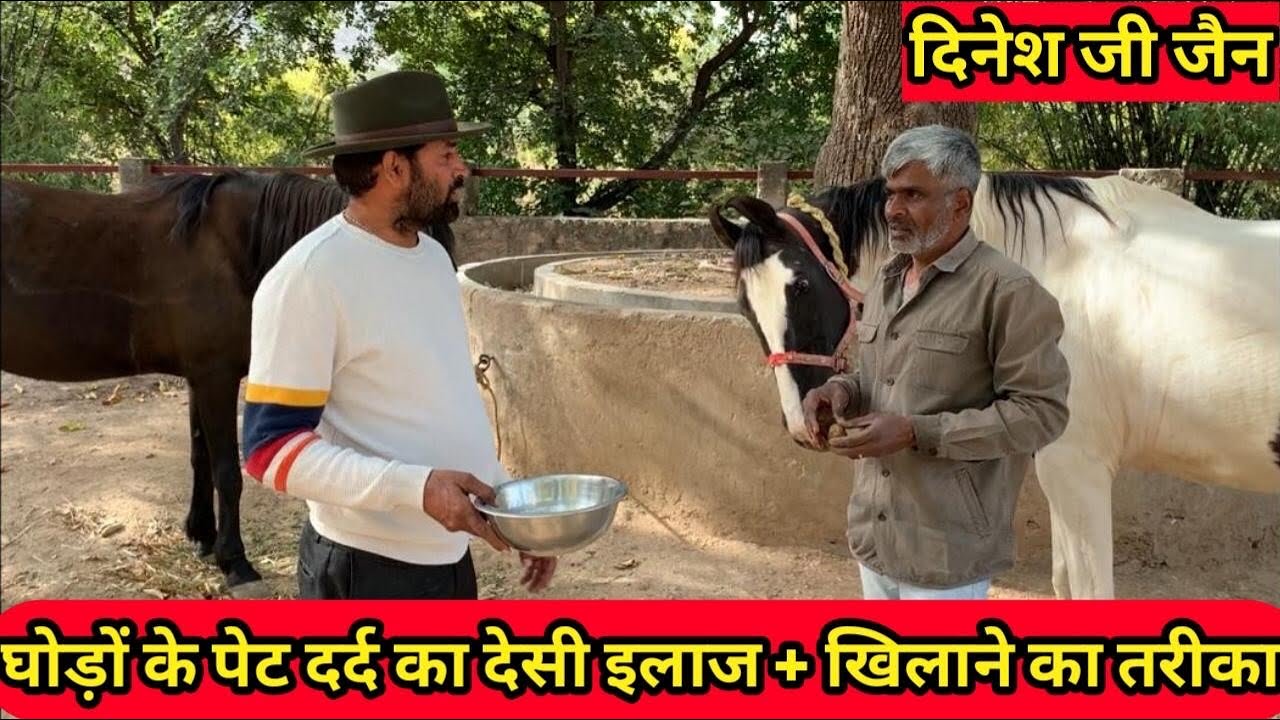 घोड़ों के पेट दर्द का देसी इलाज + खिलाने का तरीक़ा