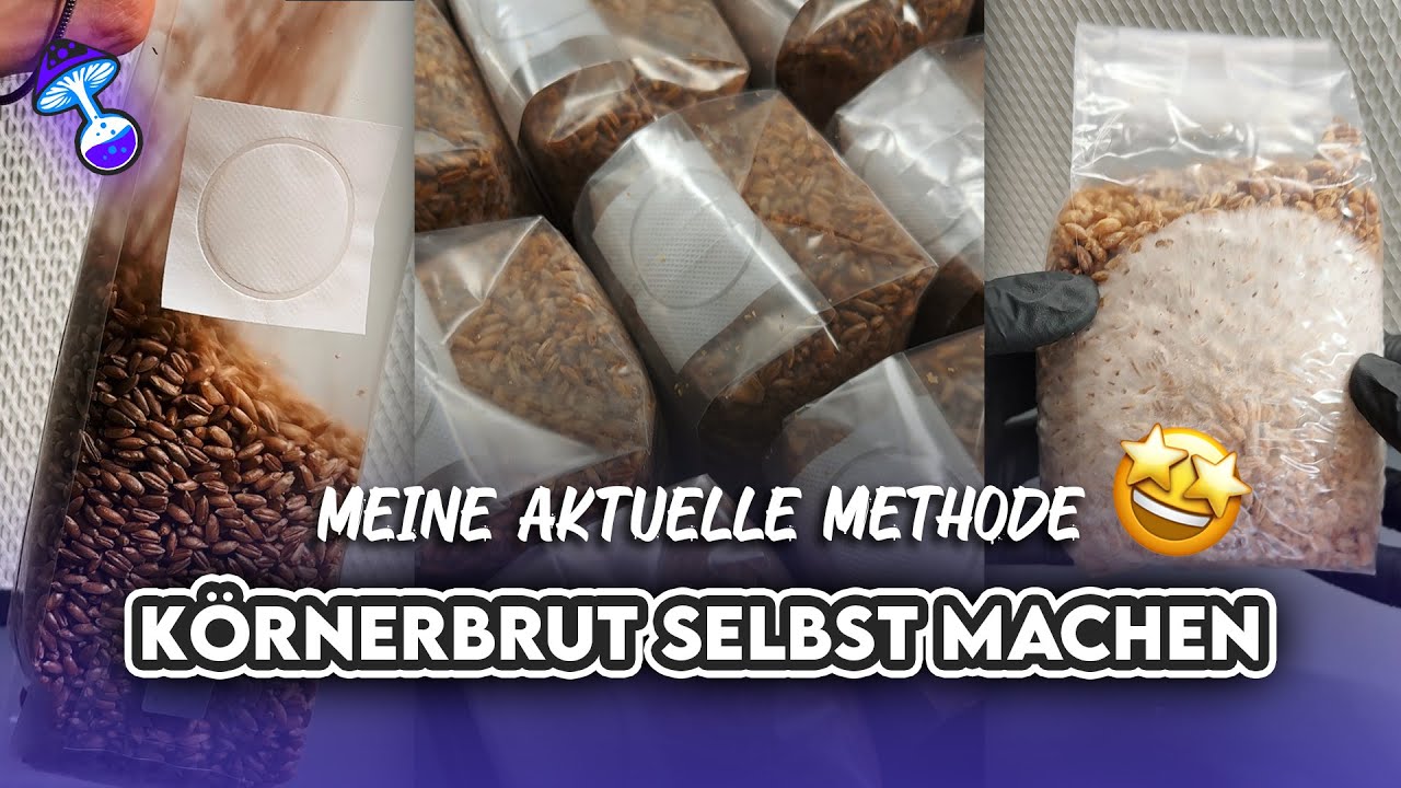 Körnerbrut selbst herstellen mit Roggen – So gelingt es ohne Kontamination!🍄