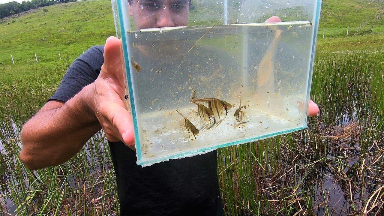 AQUÁRIO NATURAL - INCRÍVEL PEGAMOS ACARAS BANDEIRAS SELVAGENS NESSE LAGO