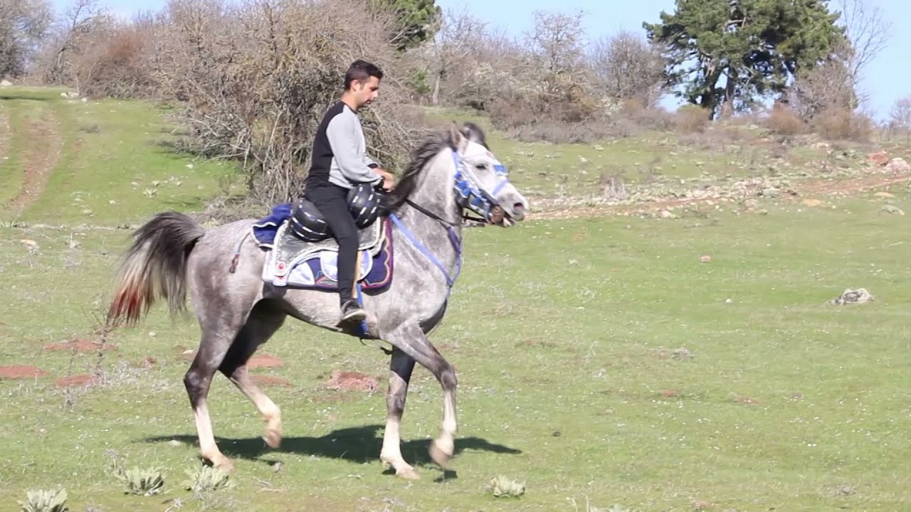Geleneksel Binicilik 10.Bölüm/ Ata Hakimiyet Yöntemleri