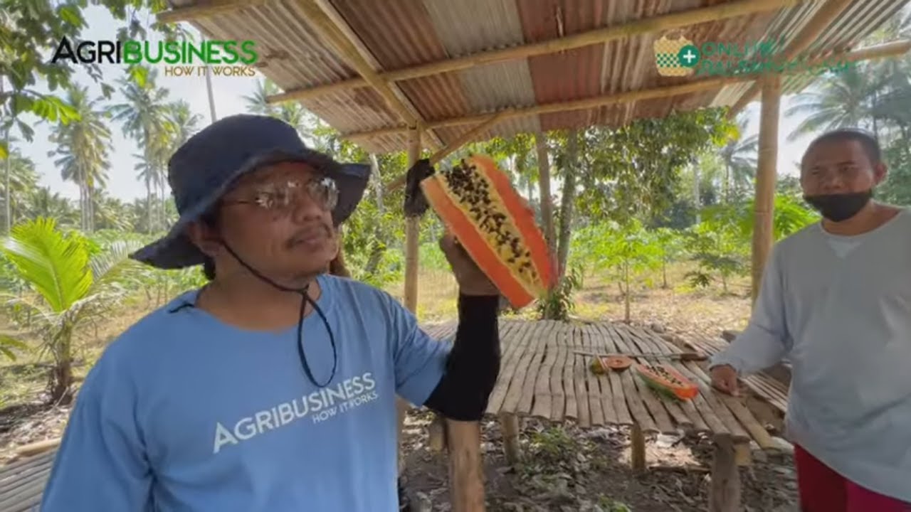 500K POTENTIAL MONTHLY KITA sa PAPAYA CONTACT GROWING ng DOLE