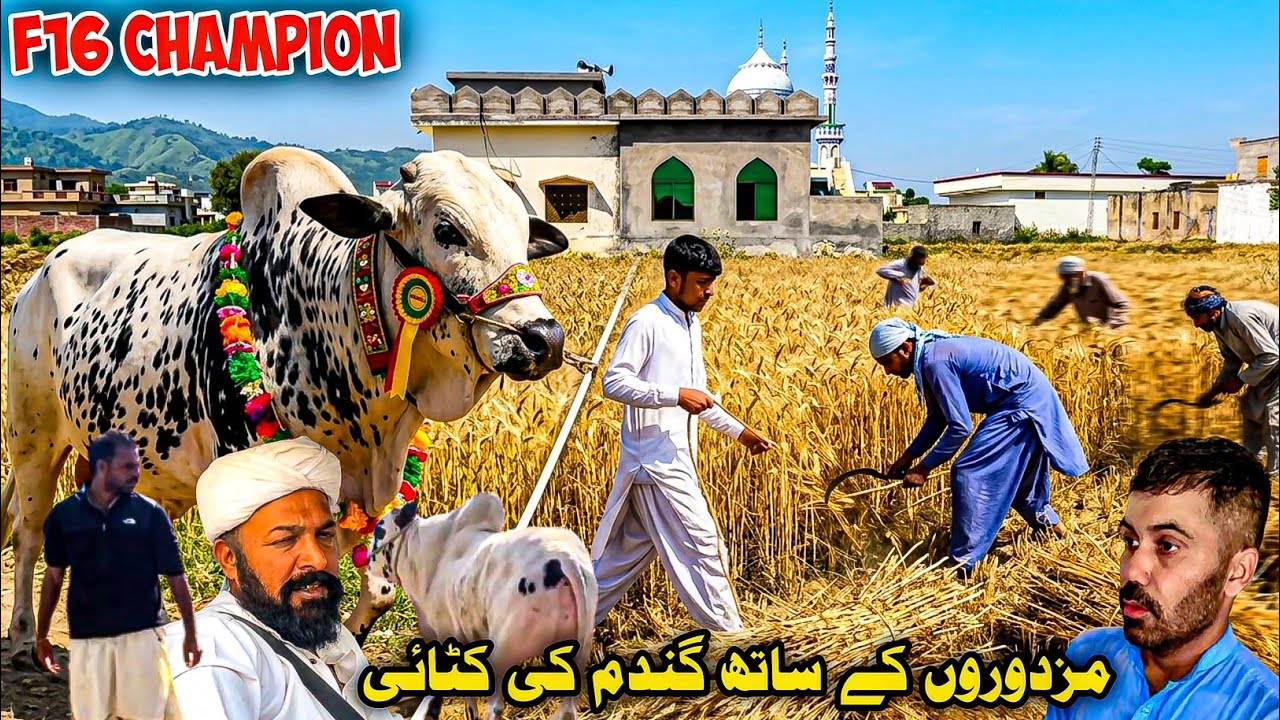 F16 champion bull mohra malkan |Harvesting wheat with workers |Gandam cutting in dadyal khadimabad 