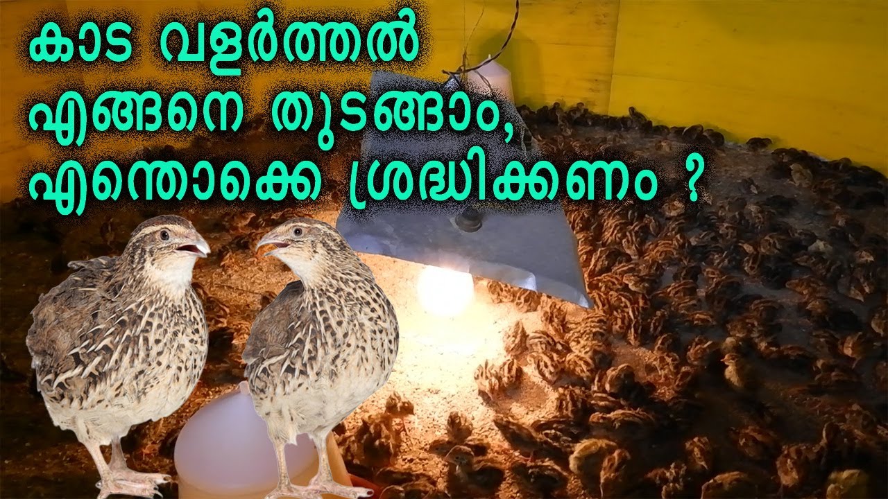 കാട  വളർത്തൽ എങ്ങനെ തുടങ്ങാം ,എന്തൊക്കെ ശ്രദ്ധിക്കണം | How To Start a QUAIL Farm I Kaada farm