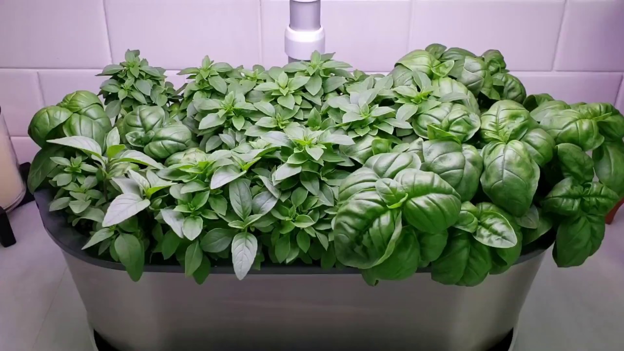 How to Harden Off Your AeroGarden Plants