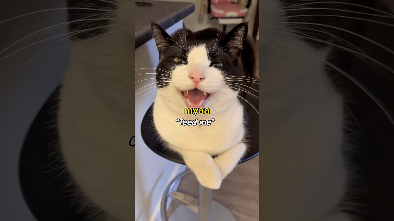 Tuxedo cat meow translation 😂
