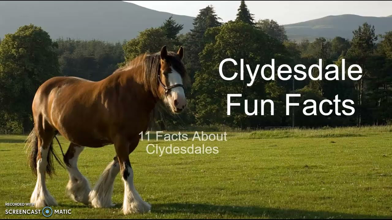 Clydesdale Fun Facts