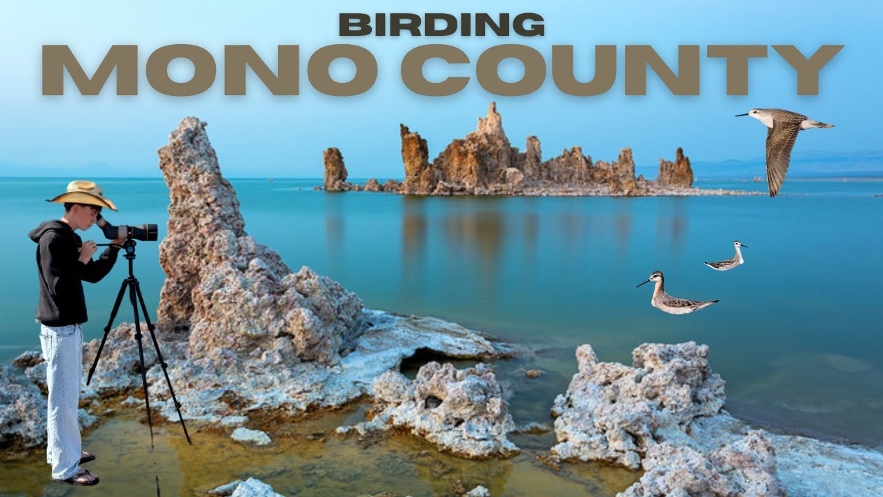 Birding the Eastern Sierra Nevada | Pinyon Jays, Sagebrush Sparrows & More at Mono Lake!