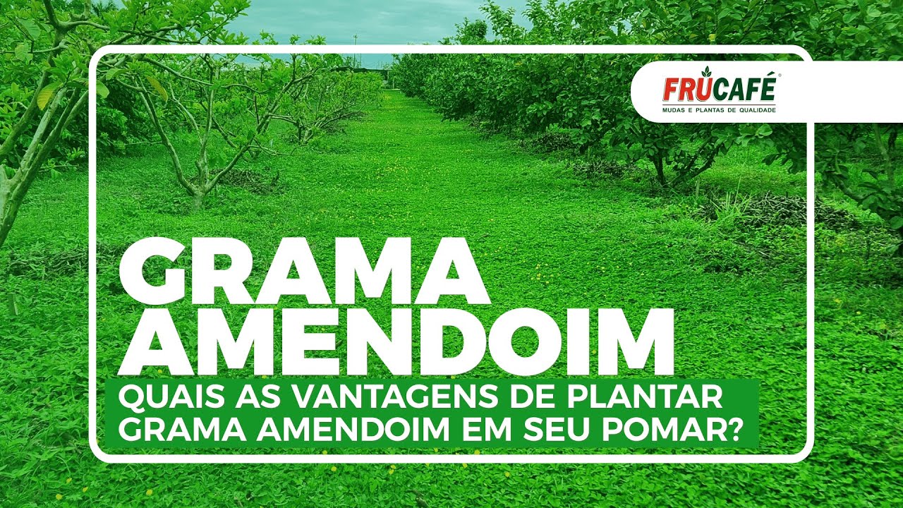 Quais as Vantagens de Plantar Grama Amendoim em Seu Pomar?