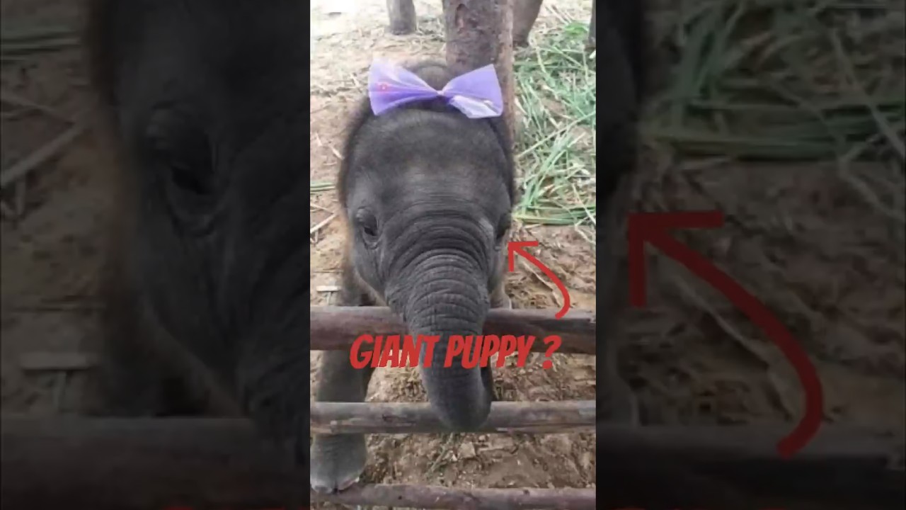 У слонёнка самые милые зумы 😭🐘 #фактыоживотных #животные #мило
