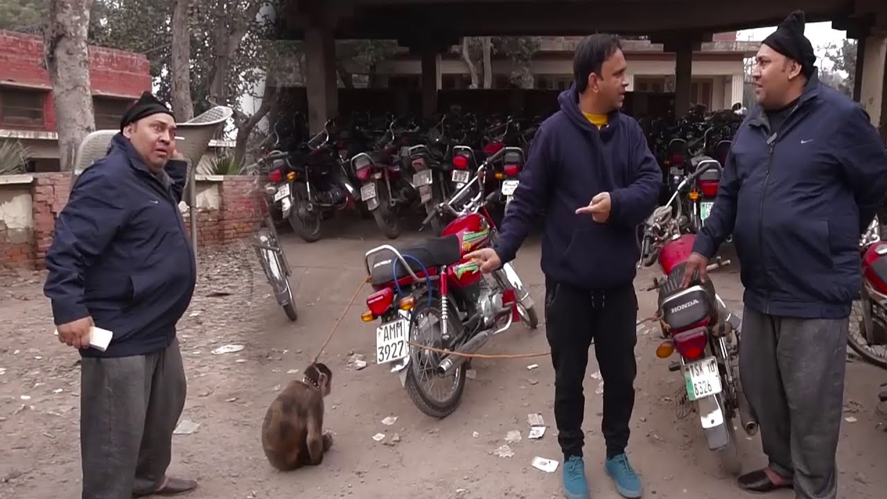 Bandar Ko Parking Per Laga Doo.. || Hilarious Comedy By Tasleem & Soni @punjabicomedy1 ​