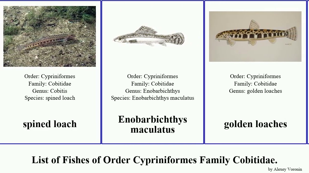 Fishes of Order Cypriniformes Family Cobitidae Cobitis Loach Lepidocephalichthys Pangio