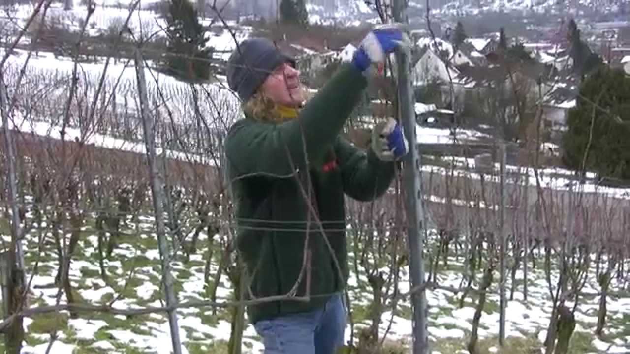 Ein Jahr im Ökoweinberg - Rebschnitt (1)