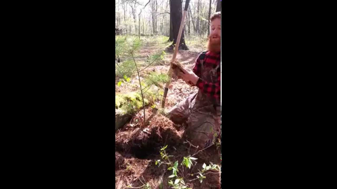 Transplanting Trees-Save Money, Harvest from the Woods