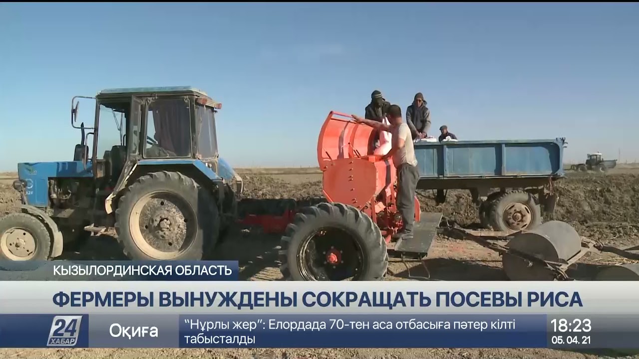 Кызылординские аграрии вынуждены сокращать посевы риса