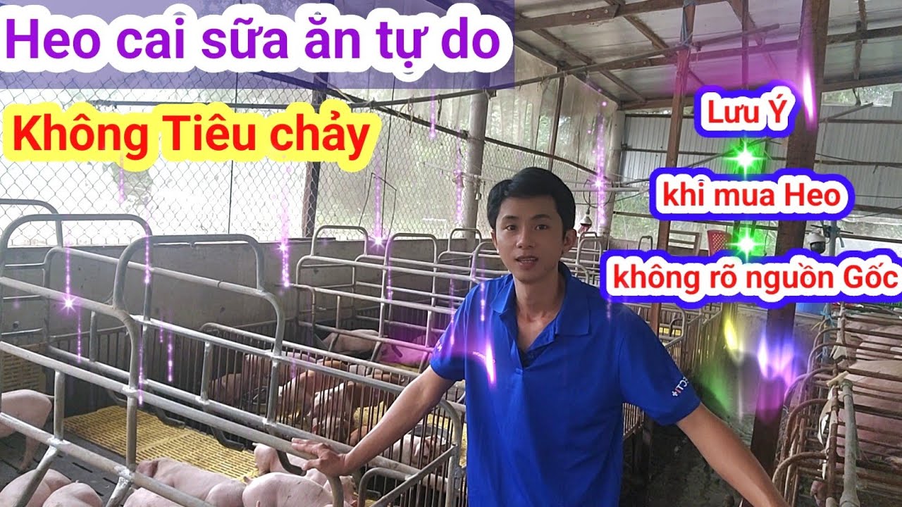 Cho heo con ăn tự do hiệu quả nhanh lớn