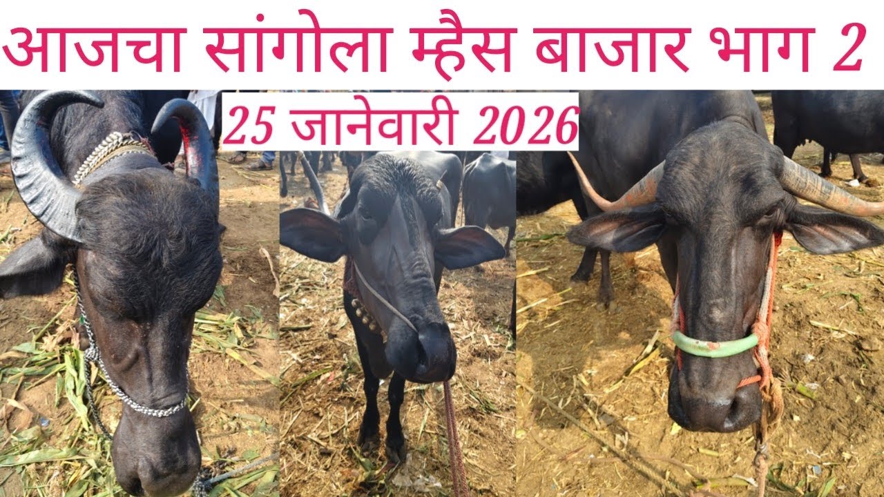 🛑 आजचा सांगोला म्हैस बाजार 25 जानेवारी 2026 🛑