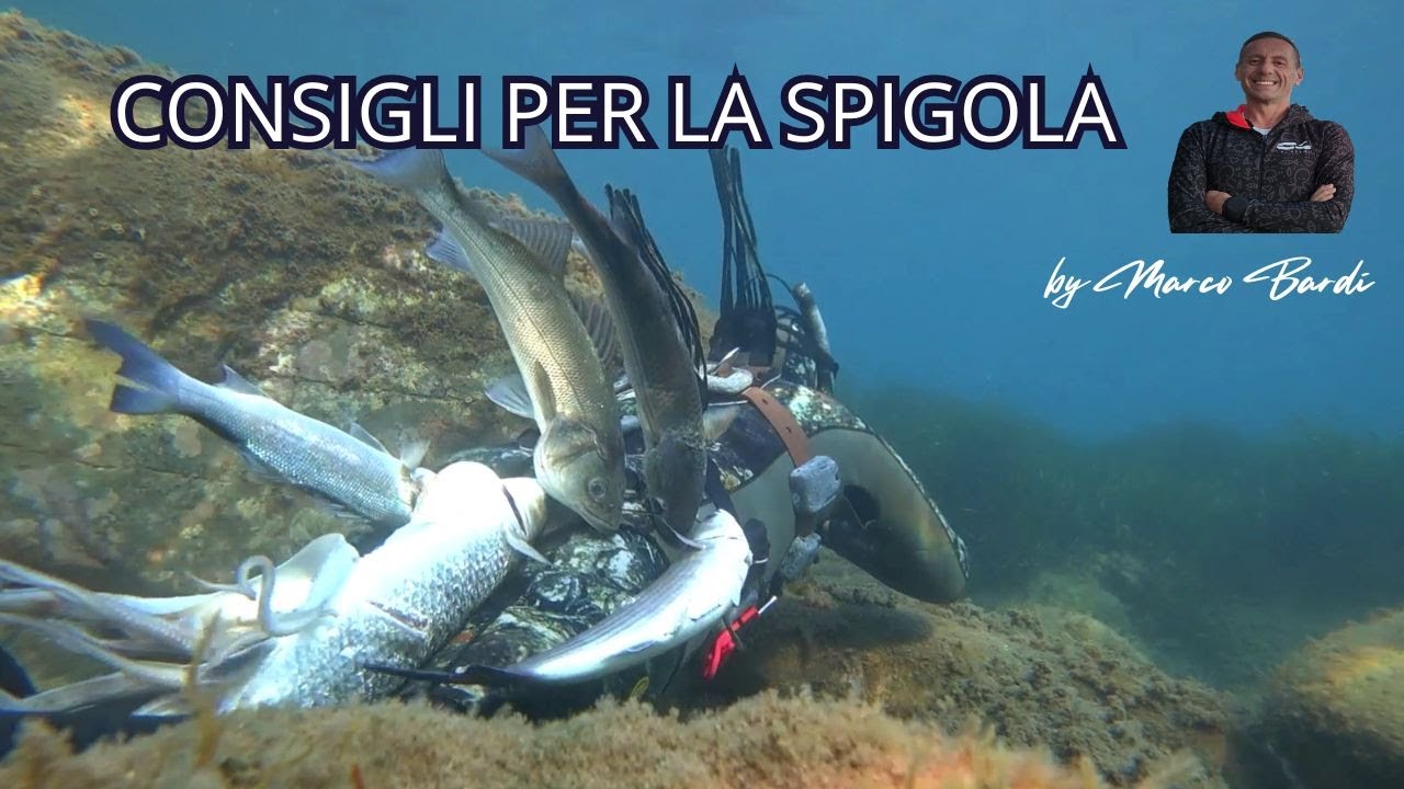 Consigli per la cattura di una spigola