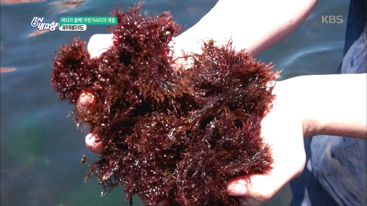 6시 내고향 - 바다가 들썩! 우뭇가사리의 계절 - 제주특별자치도.20170601