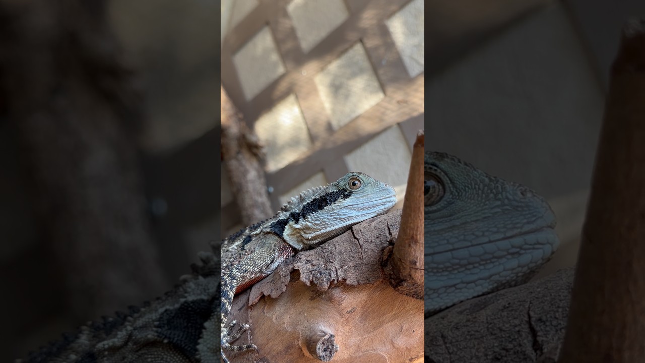 Eastern water dragon. 