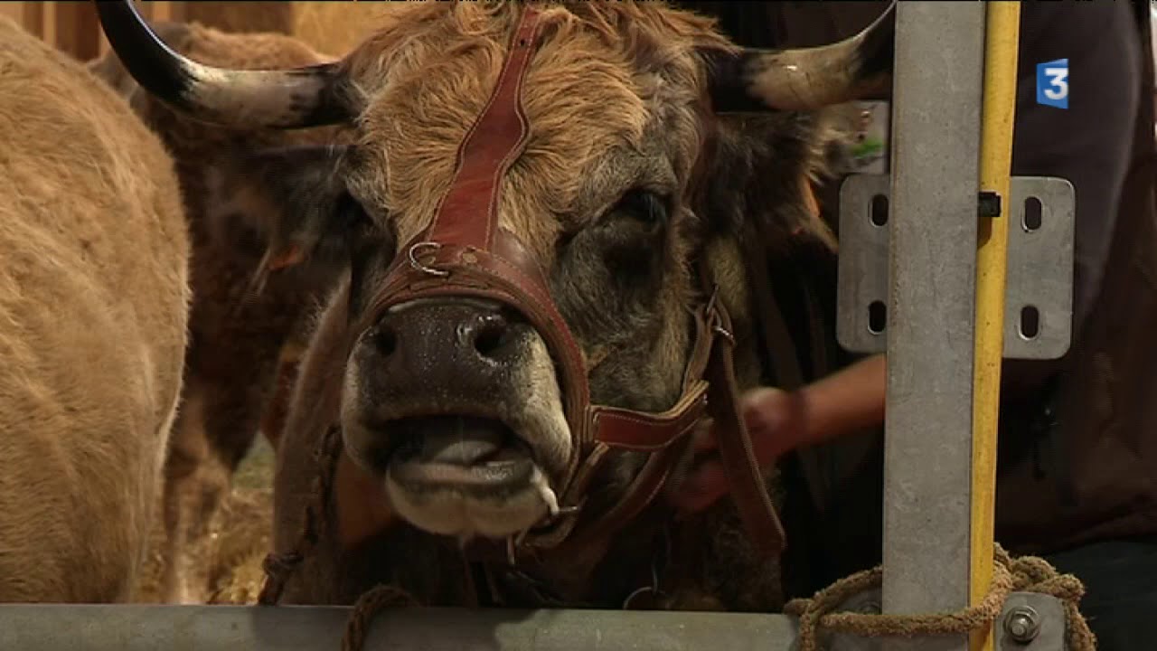Salon de l’agriculture : on a choisi les plus belles vaches de l’Aubrac