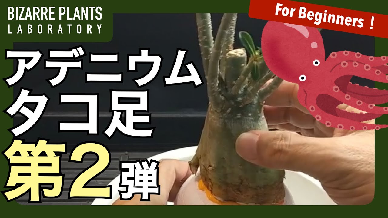 【アデニウム タコ足の作り方】「タコ足アデニウム」第2弾やってみます！！