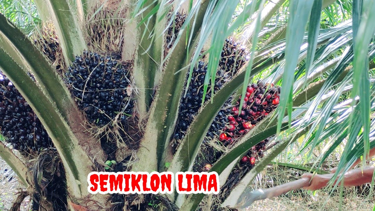 panen sawit Sriwijaya semiklon  5 satu hektar saja