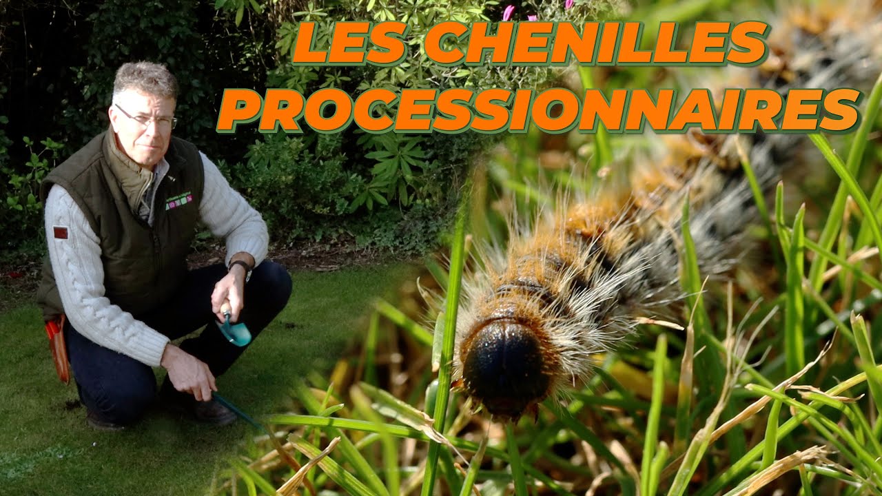 LES CHENILLES PROCESSIONNAIRES - Que Faire Dans Mon Jardin ? Semaine 13