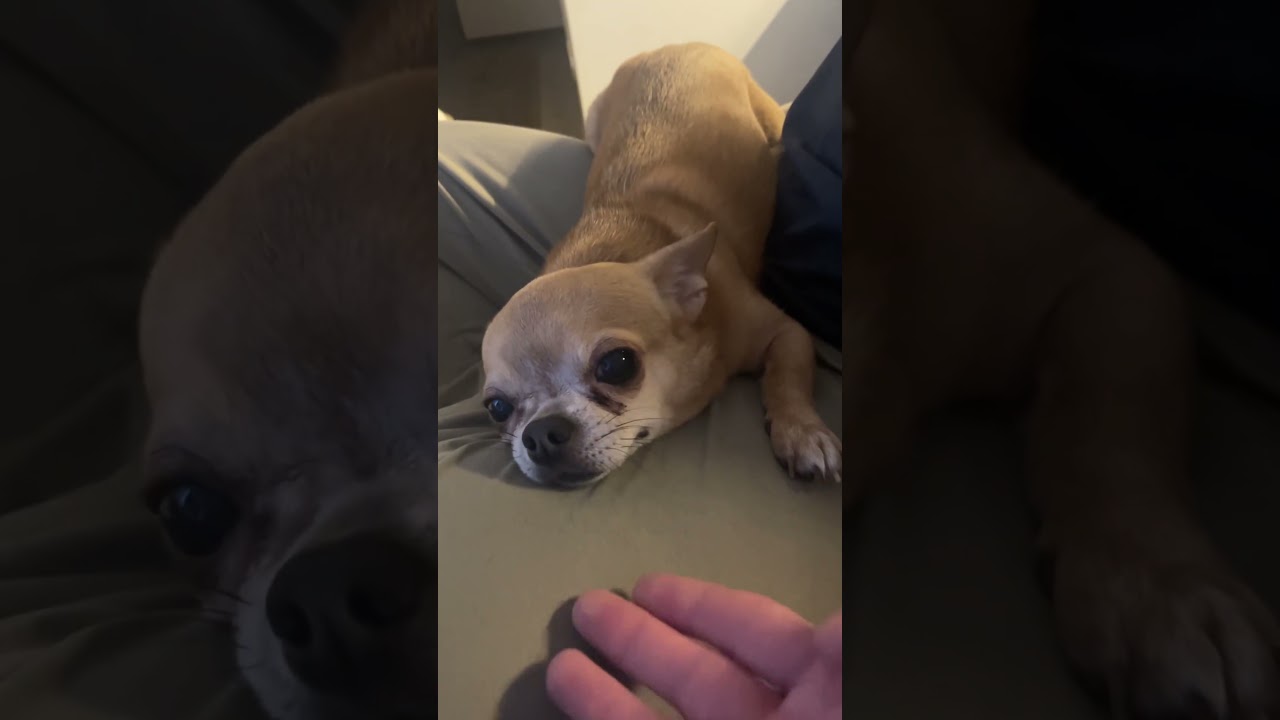 СОБАЧКА НА ЧИЛЕ. #chihuahua #собака #TheLevGames#начиле