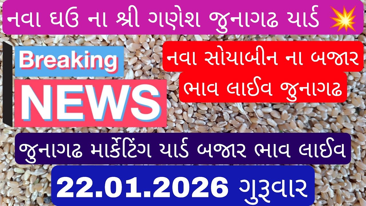 નવા ઘઉ અને સોયાબીન ના શ્રી ગણેશ જુનાગઢ માર્કેટિંગ યાર્ડ ૨૨.૦૧.૨૦૨૬. #મગફળીનાભાવ #mungfali #મગફળી 