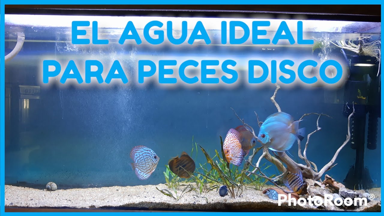 Acuario de peces disco pt1 | Parámetros y calidad del agua 🐠💿
