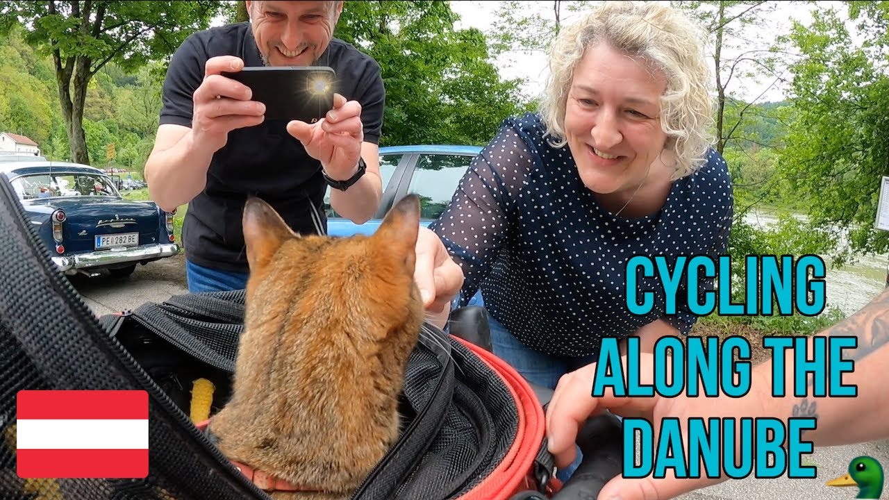 Nala Cat's cycle along the Danube 🚴 😻