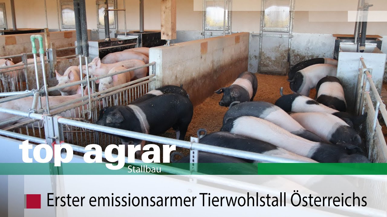 Erster emissionsarmer Tierwohlstall Österreichs